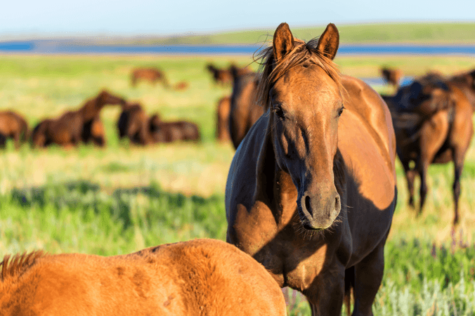 Equine osteopath: what exactly is it?