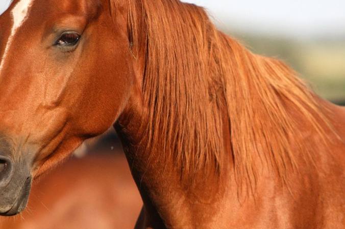 Find out more about horse health