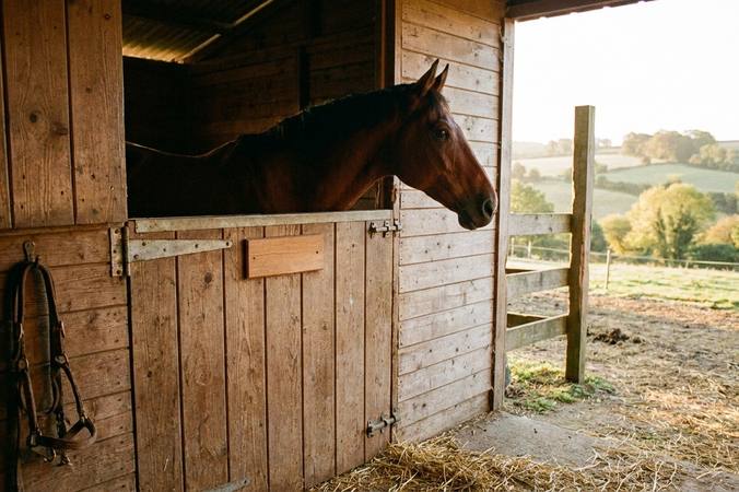 Horse names: ideas and a practical way to choose